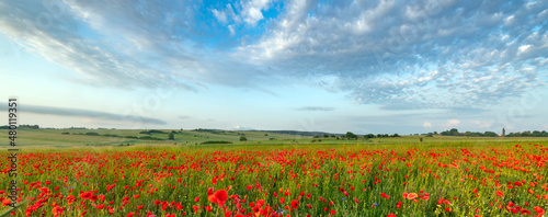 Beautiful summer day over poppy field © Piotr Krzeslak
