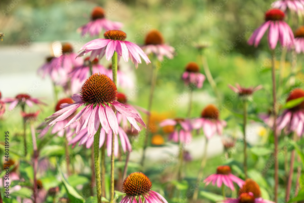 Fototapeta premium Echinacea purpurea in garden. Medicinal flower to enhance immunity. Selective focus
