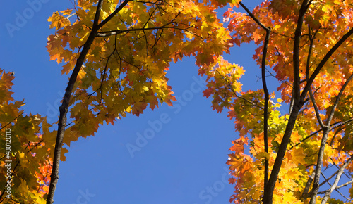 Maple branches with golden leaves against the blue autumn sky