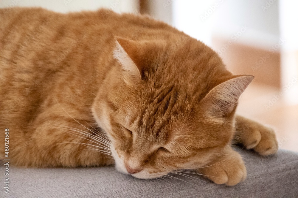 ginger cat sleeping on a gray chair ginger cat sleeping on a gray chair