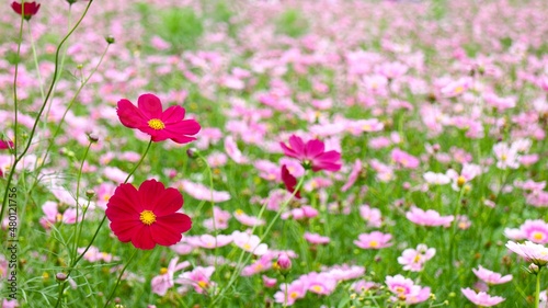 pink cosmos flowers © Yuki