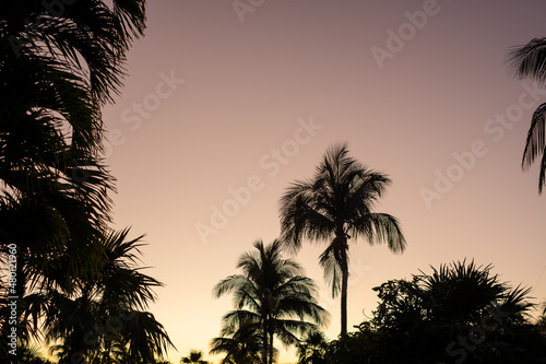 palm trees at sunset