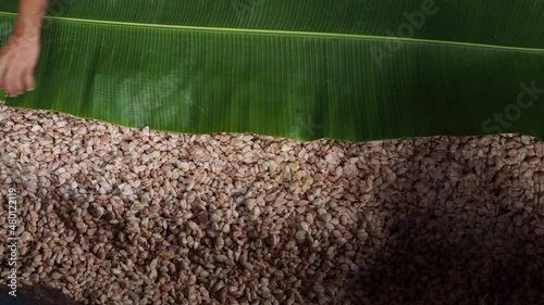 Fresh cocoa beans are fermented with yeast before drying in the sun, These dried cocoa beans serve as the fundamental ingredient for the chocolate.
