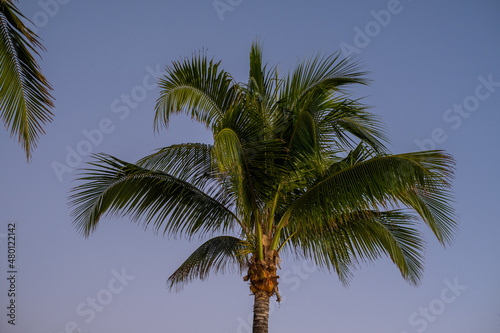 palm trees on blue sky © Khristina