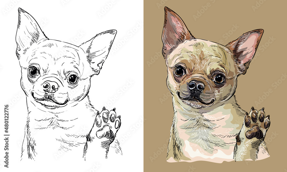 Vector hand drawing dog Chihuahua monochrome and color