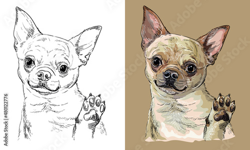 Vector hand drawing dog Chihuahua monochrome and color
