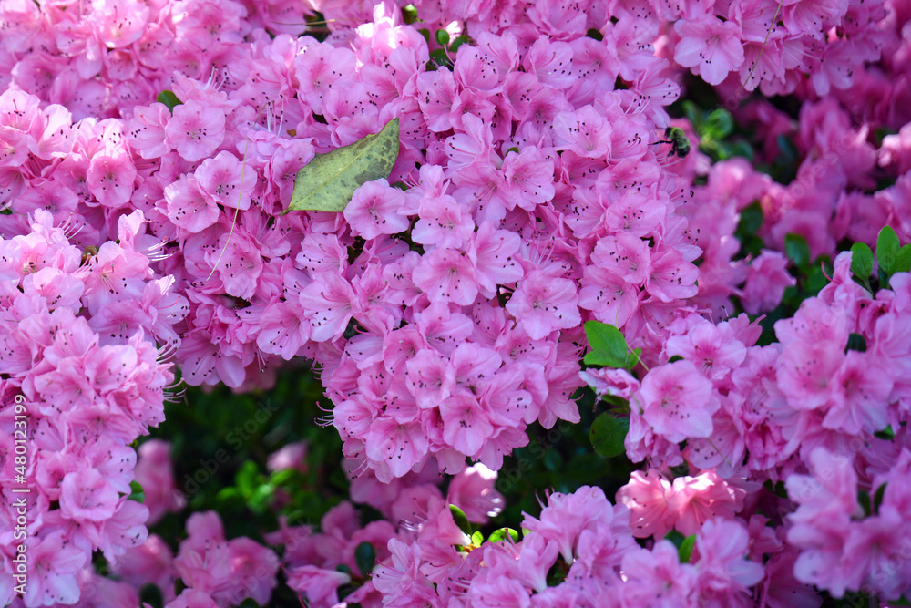 pink flowers in the garden