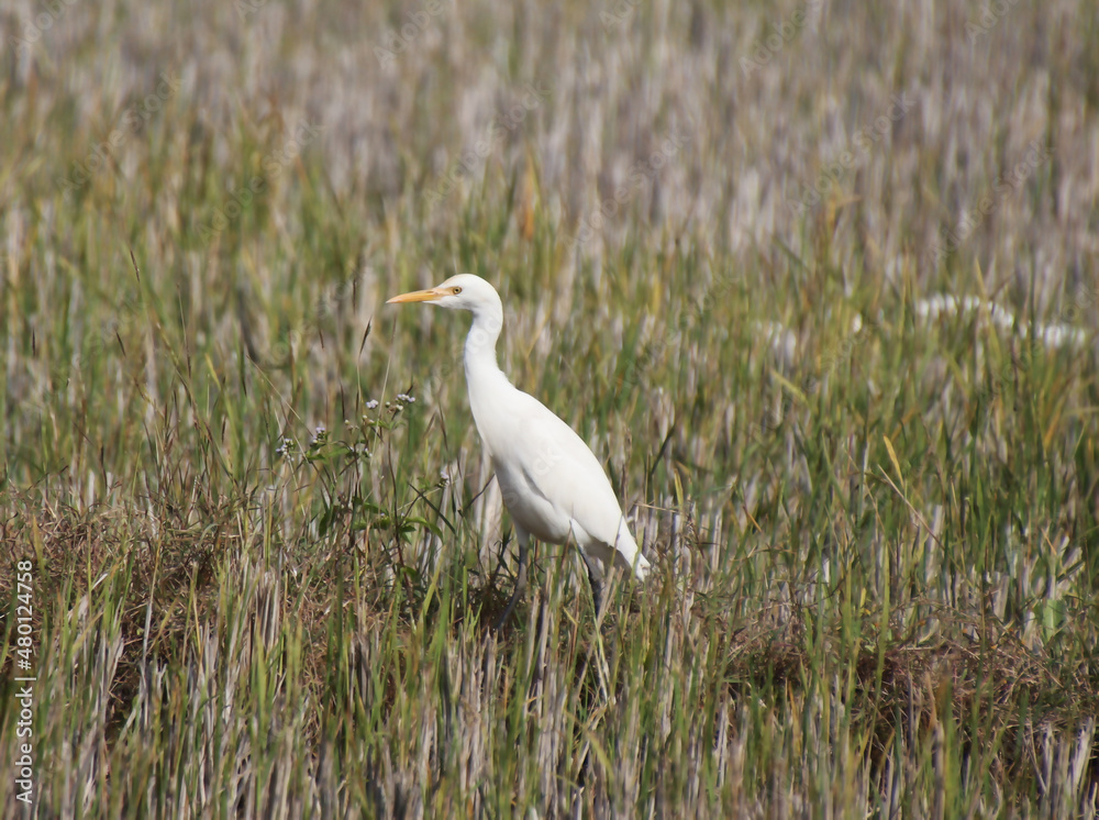 search of prey in heron farm search of prey in heron farm