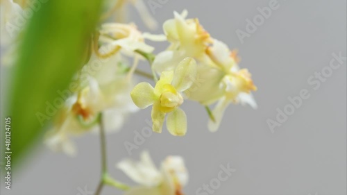 4k time lapse footage of blooming Oncidium flowers, dancing doll orchid or Oncidium Gower Ramsey, beautiful tiny flowers blossom in spring. photo