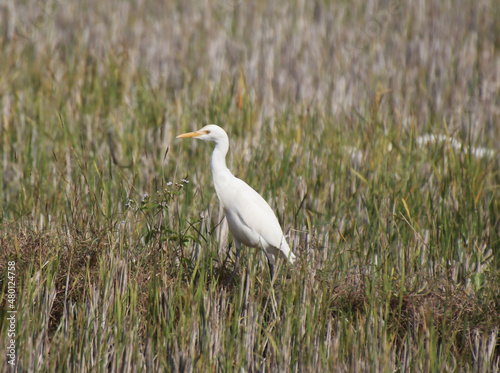  search of prey in heron farm 