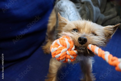 Yorkie playing tug of war with dog toy made of orange - white rope. Very small purebred Yorkshire terrier with sporty short cut coat. Shallow DOF, blurred background
