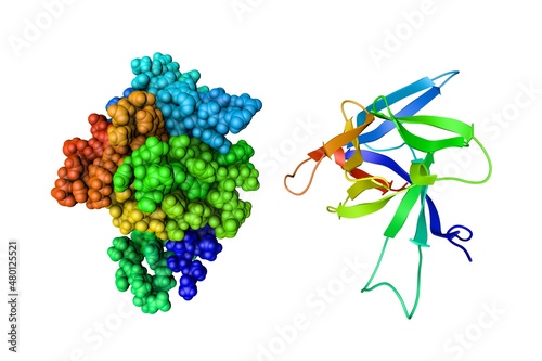 Solution structure and space-filling molecular model of human interleukin-33. Rendering based on protein data bank entry 2kll. Rainbow coloring from N to C. 3d illustration