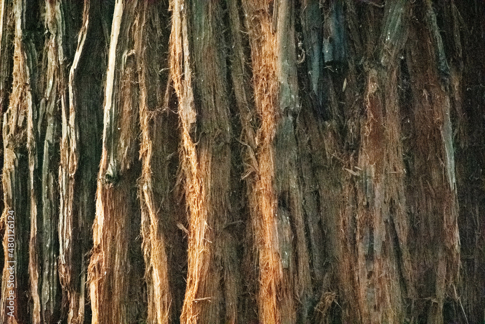 tree trunk twined with liana close up for background
tree trunk twined with liana close up for background