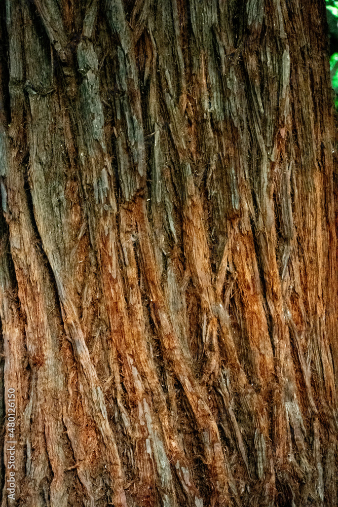 tree trunk twined with liana close up for background
tree trunk twined with liana close up for background