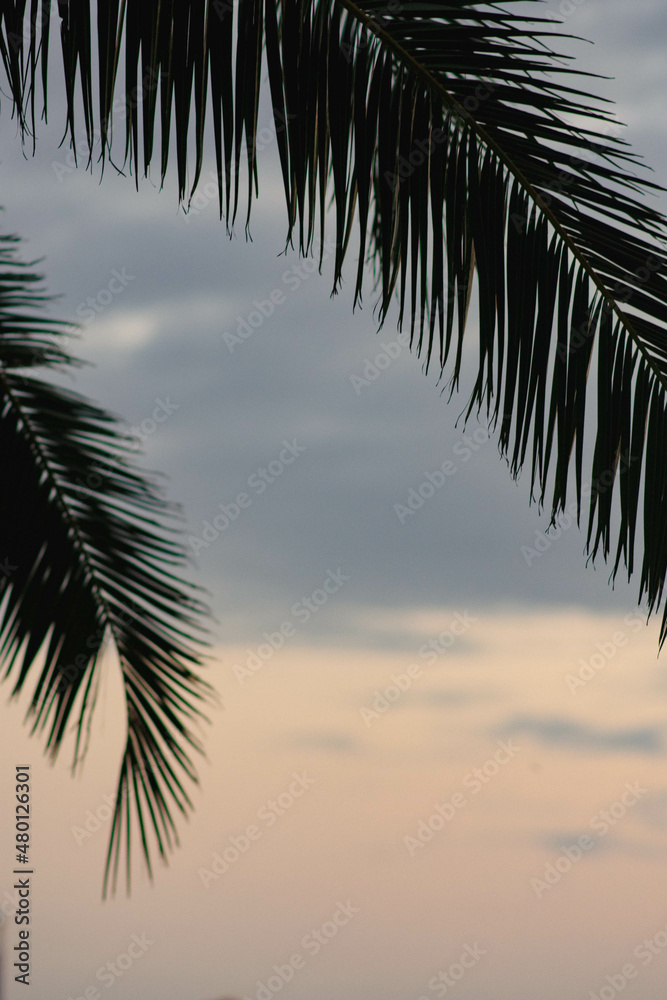 green palm leaves close up fanned out against the sky
