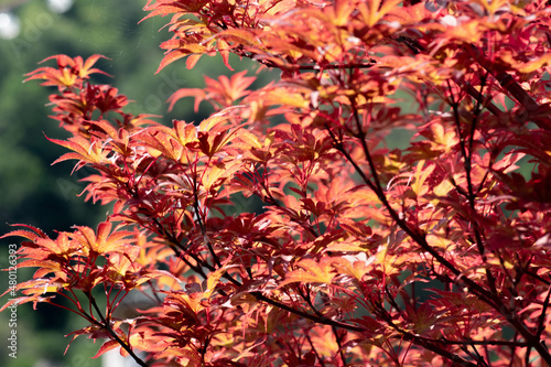 tree branches with red carved leaves 
