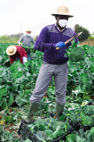 African american farmer in protective mask gathering crop of broccoli on field