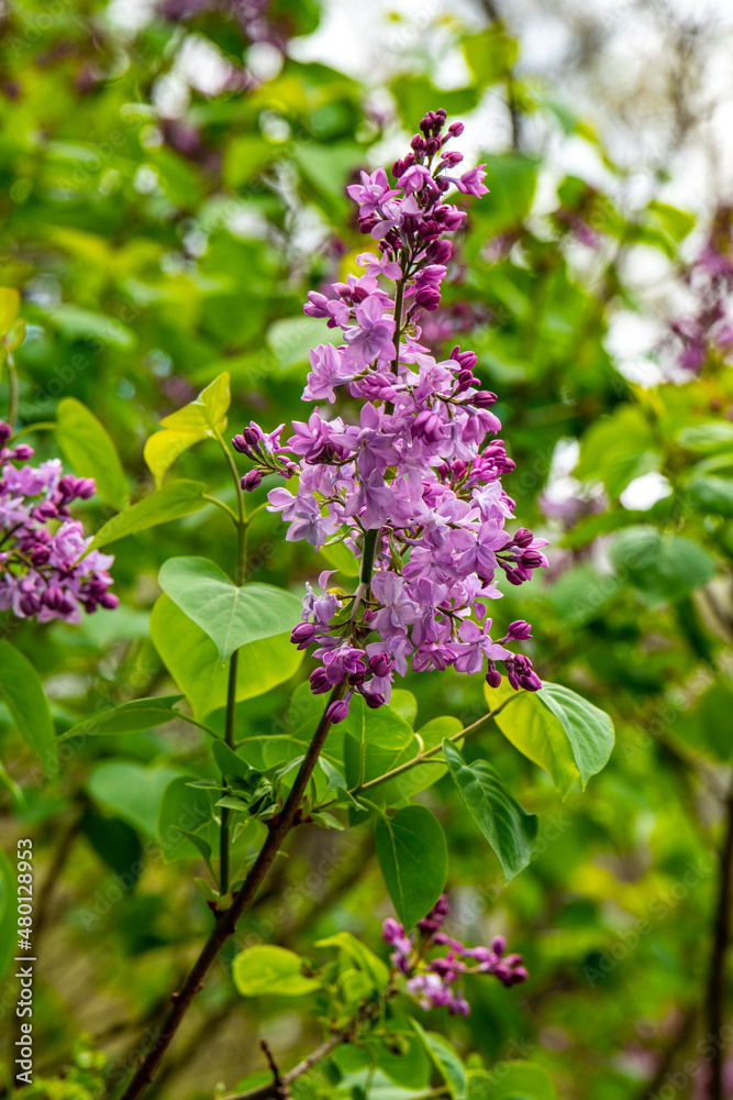 lilac flowers on a branch lilac flowers on a branch