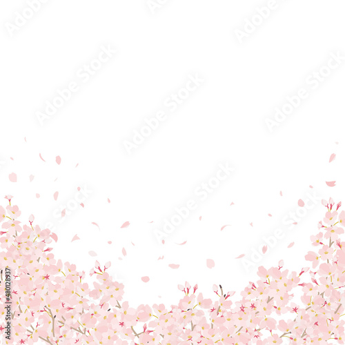 桜 花びら舞う 上にコピースペース