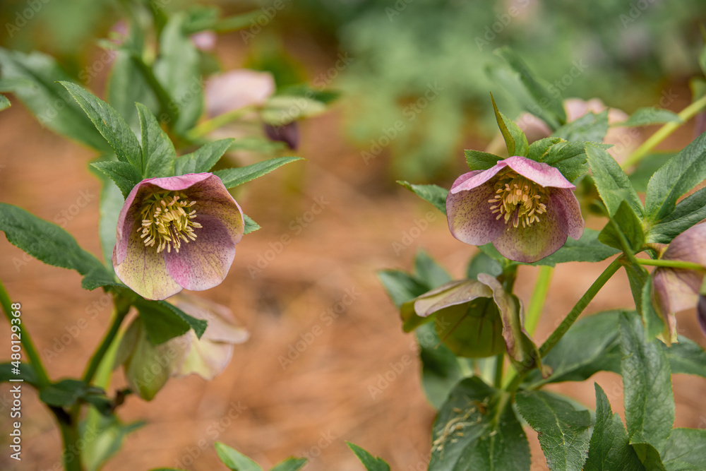 flower flower