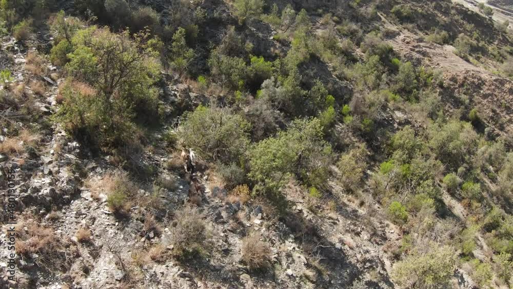 A drone following mountain goats skipping across rocks and boulders down a mountain slope. A drone following mountain goats skipping across rocks and boulders down a mountain slope.