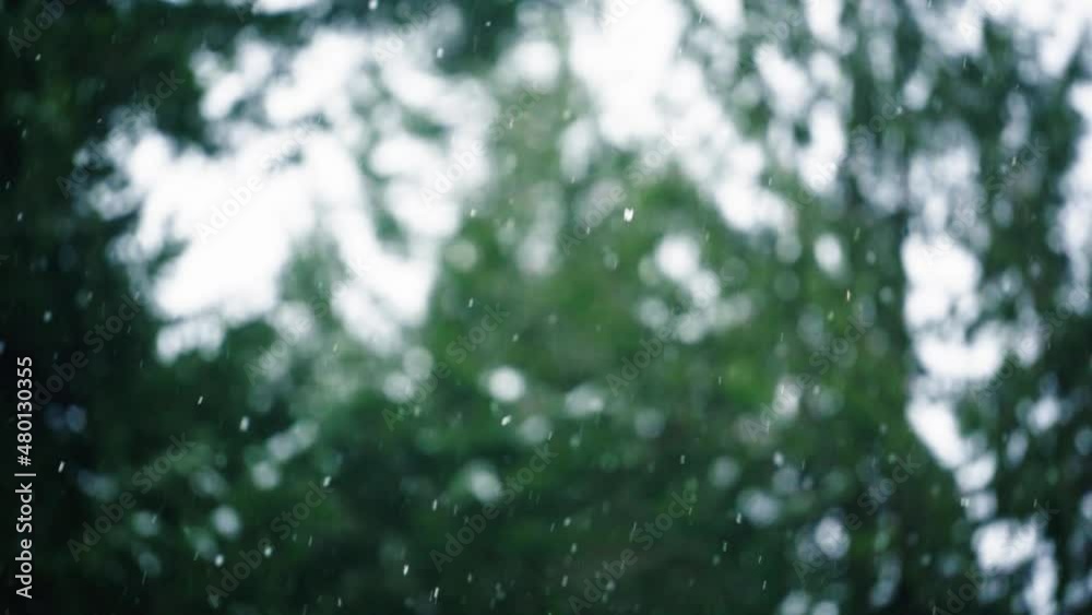 Snow falling in slow motion with trees in the background Snow falling in slow motion with trees in the background