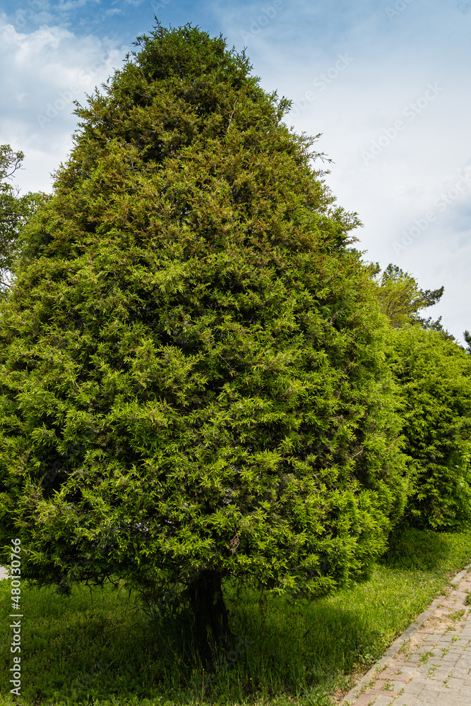 Common juniper in alley between road and pedestrian zone. To right of pedestrian zone is Mikhailovskoye Fortification museum complex. Arkhipo-Osipovka. Nature concept.