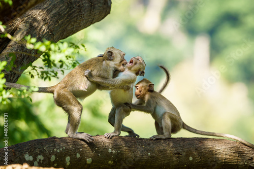 Billede på lærred Monkeys fight each other in the trees.