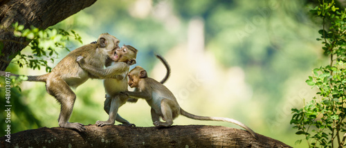 Monkeys fight each other in the tree and space on the right side for banner text input. © sompao