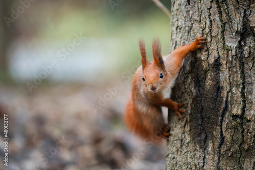 Cute red squirrel (Sciurus vulgaris) on the tree trunk looking straight to the camera. Adorable animal with fluffy tail and ears hanging on a tree in a park. Bright blurred background
