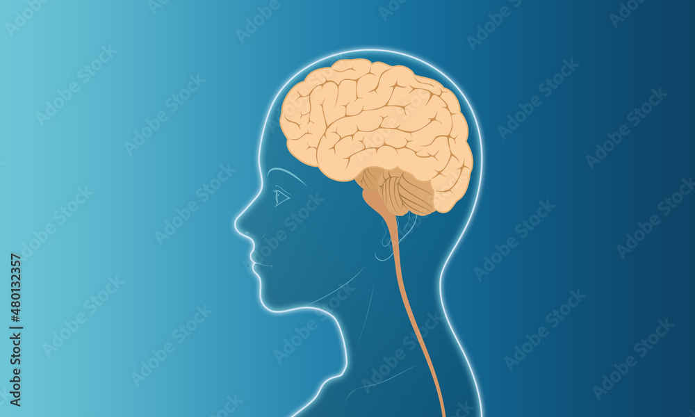 Obraz premium woman face side vector illustration silhouette x-ray line brain
