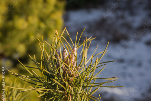 pine buds at the end of winter © Achondryt