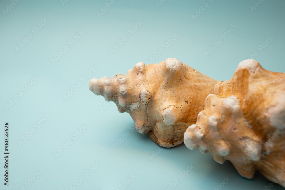 Seashell lies on a blue background Seashell lies on a blue background