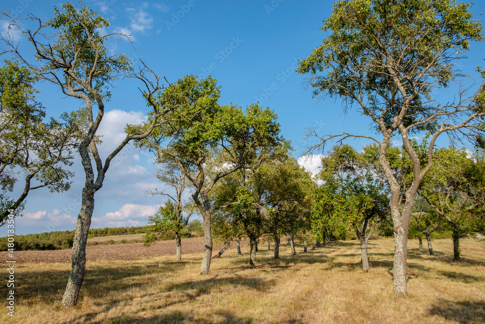 Obraz premium Streuobstwiese in einer intakten Agrarlandschaft