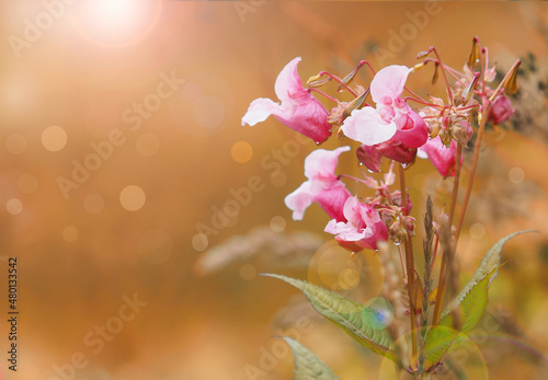 Pink flowers of Himalayan balsam on bright colorful summer background