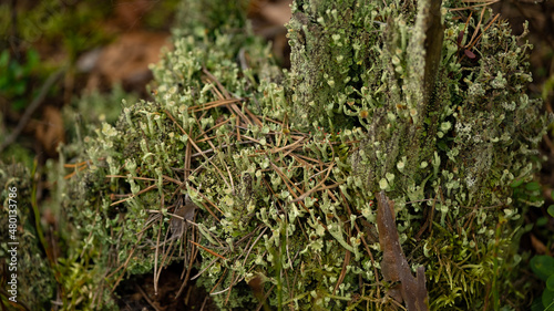 British Soldier lichen (Cladonia cristatella). Growing on rotting branch with other lichens and fungus. Russia photo