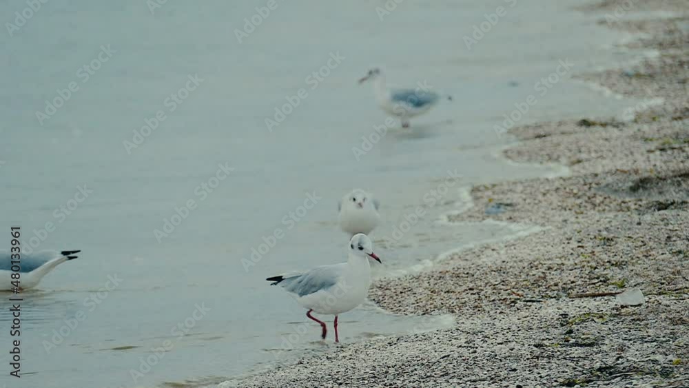 Seagulls forage for food on the seashore. Wild birds in slow motion. Morning on the seashore. Seagulls forage for food on the seashore. Wild birds in slow motion. Morning on the seashore.