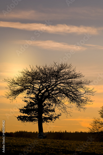 Belgique Wallonie Ardenne paysage soleil coucher hiver arbre