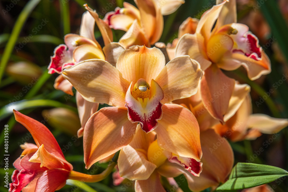 red and yellow orchids red and yellow orchids