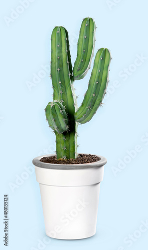 Green potted cactus on light blue background in studio