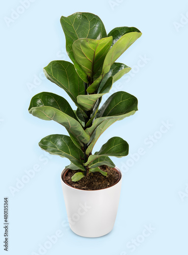 Flowerpot with Ficus lyrata plant with broad leaves