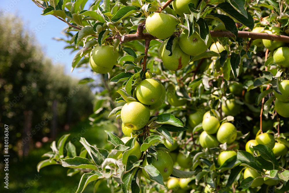 Rich farm harvest. Fresh ripe apples hanging on tree branches in summer fruit garden