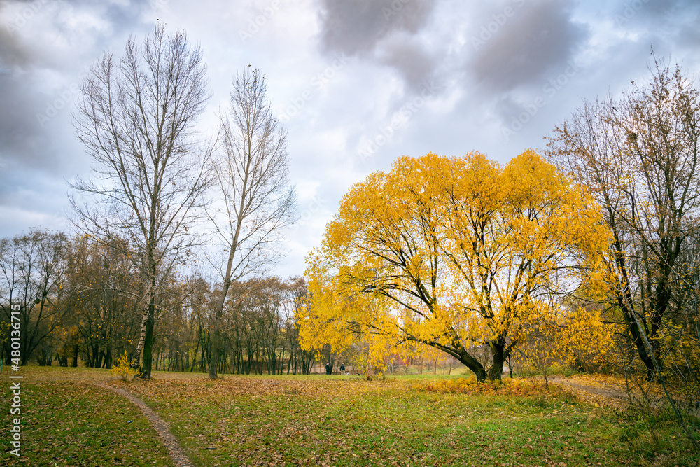 Obraz premium A trail in the park. It is the end of summer and the leaves are turning to yellow.