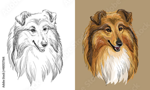 Vector hand drawing dog collie monochrome and color