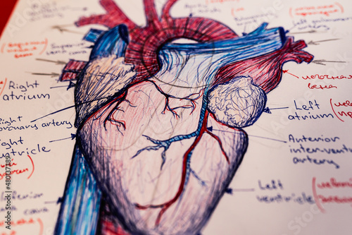 Fototapeta kuchenna human heart anatomy sketch