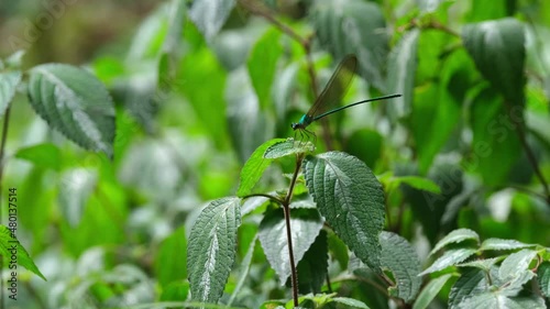 Clear-winged Forest Glory, Vestalis gracilis seen on top of the plant in the forest while swinging with the wind facing towards the left in Khao Yai National Park, Thailand. photo