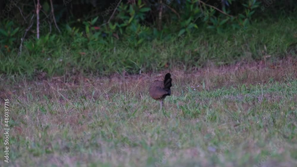 Junglefowl, Gallus seen feeding on seeds of the grass, choosing the right bite in Khao Yai National Park, Thailand. Junglefowl, Gallus seen feeding on seeds of the grass, choosing the right bite in Khao Yai National Park, Thailand.