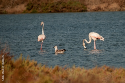 The common flamingo is a species of phoenicopteriform bird in the Phoenicopteridae family. photo