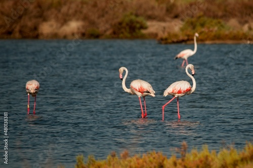 The common flamingo is a species of phoenicopteriform bird in the Phoenicopteridae family. photo