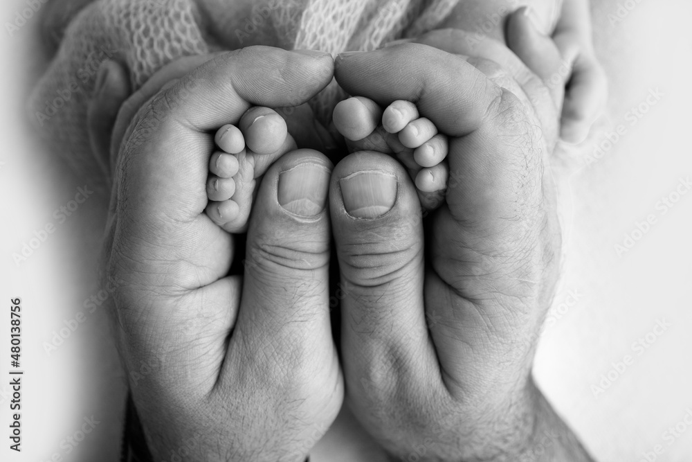 The palms of the father, the mother are holding the foot of the newborn baby. Feet of the newborn on the palms of the parents. Studio photography of a child's toes, heels and feet. Black white.